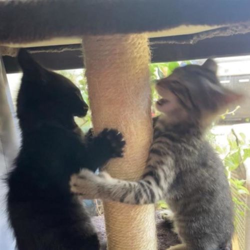 Jimmy and Jammy ( the Jim-Jam twins ) 