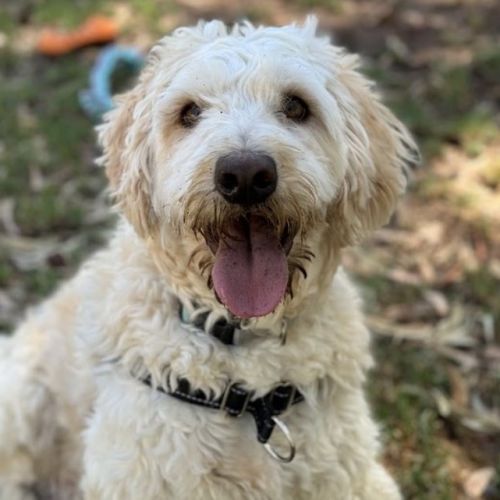 Benji