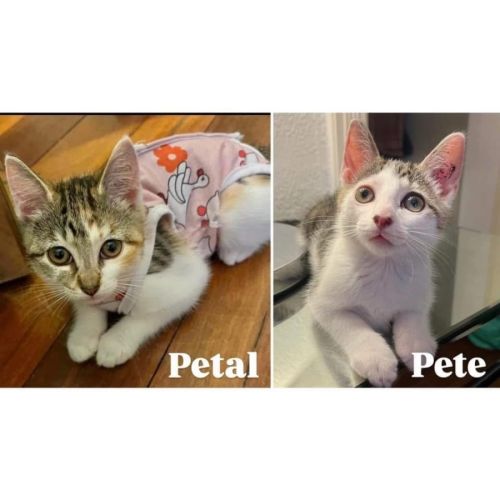 11902/3 - Pete & Petal