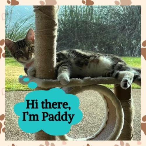 Paddy