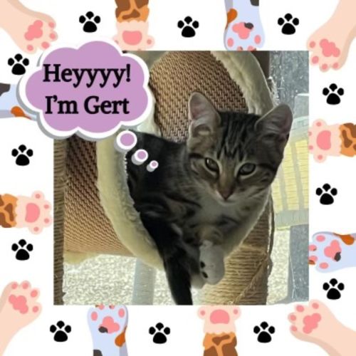 Gert