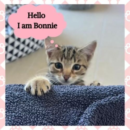 Bonnie