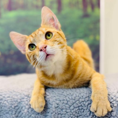 Scout - Located in Preston