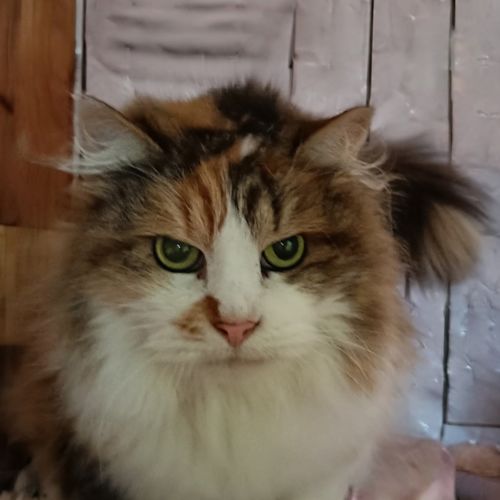 Dior / Cat 8