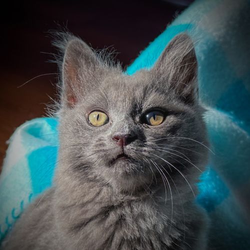 Jennifur