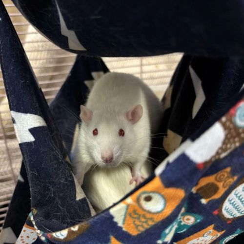 No photo for Buddy, Lucky, Rufus & Rover