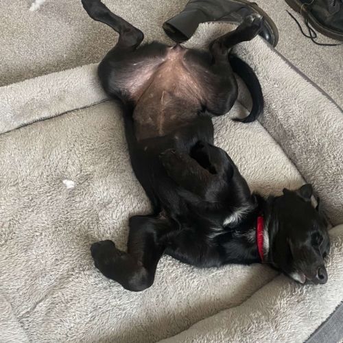 Gracie