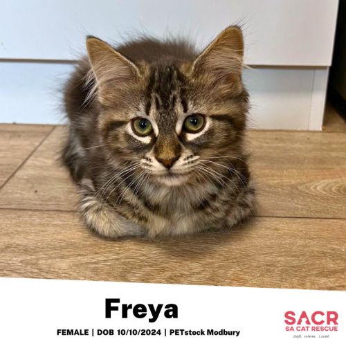 Freya