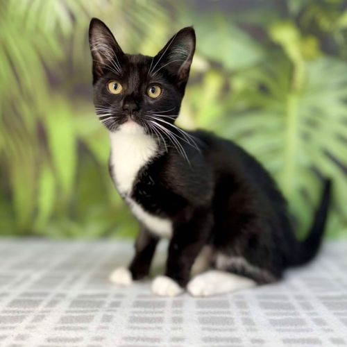 Poppy - Located in Frankston