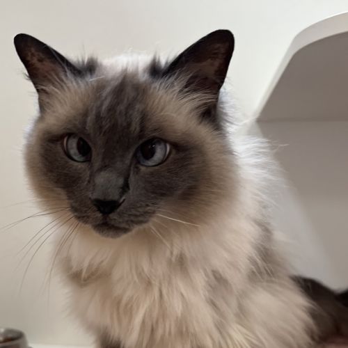Daphne