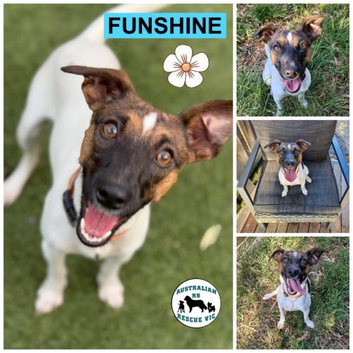 Funshine 