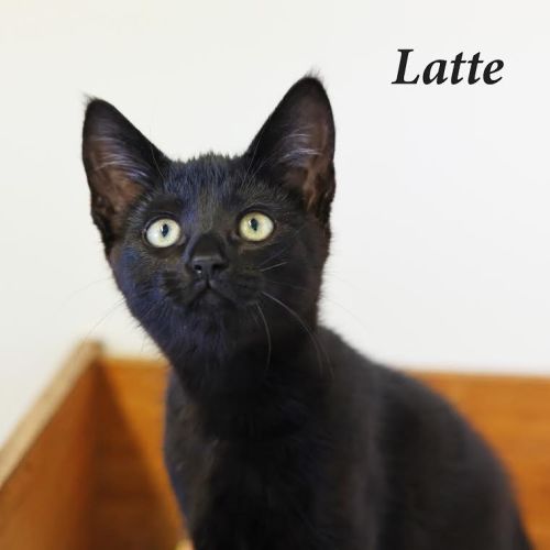 Latte - Petstock Invermay