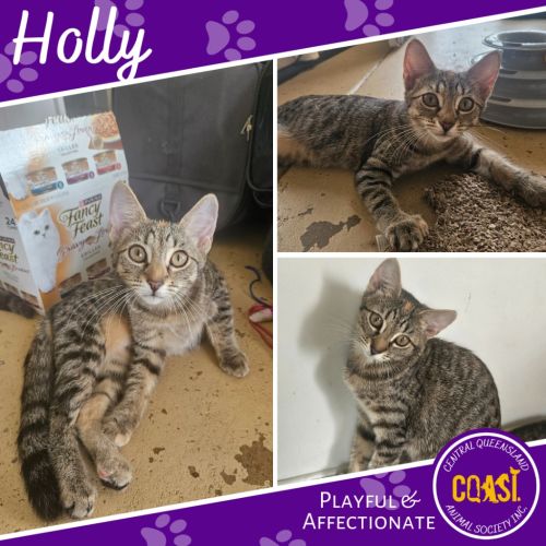 Holly