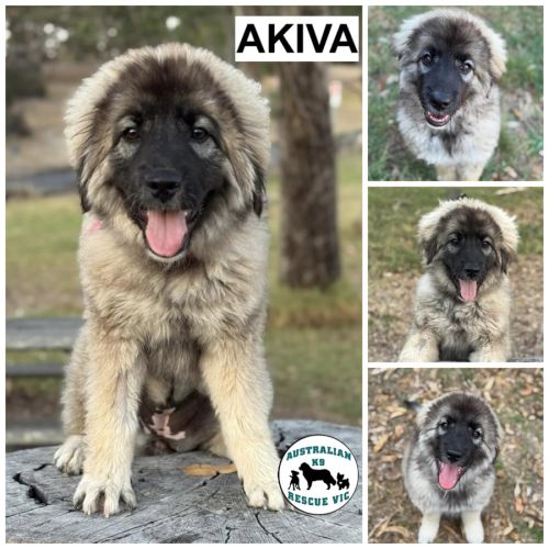 Akiva 