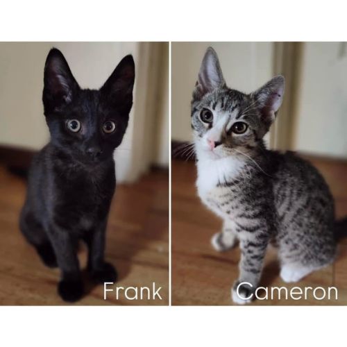 11880/1 - Frank & Cameron 