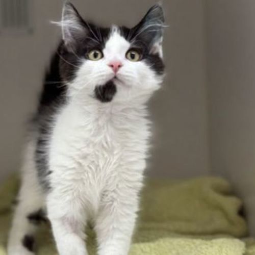 Artemis