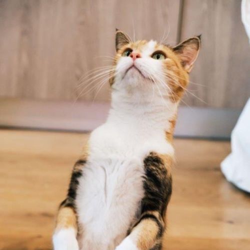 Genevieve Illingworth