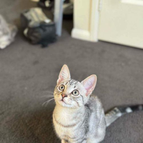 Maxi meet me@petstock keysborough store