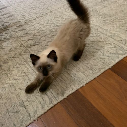 Jemima