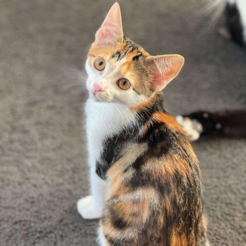 Scarlett ❤️ meet me at Petstock Hastings 23/3