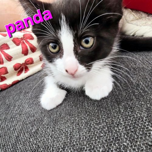 Panda