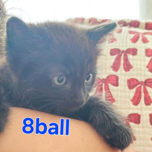 8 Ball