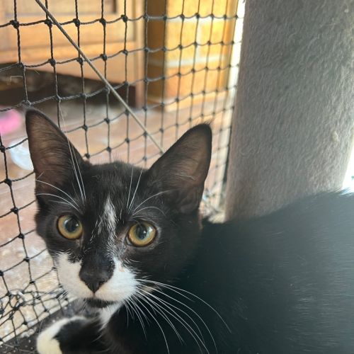 Bell meet me@petstock Mornington Nepean HWY