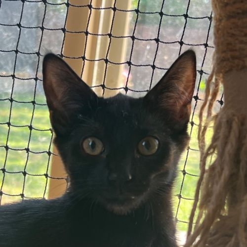 Spider Meet me @PETstock Hastings