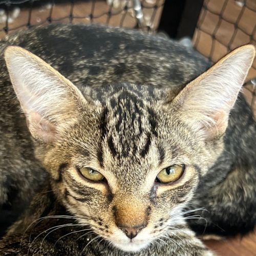 Willow Meet me @PETstock Hastings