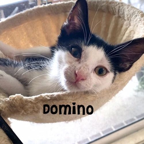 Domino