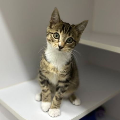 Basil