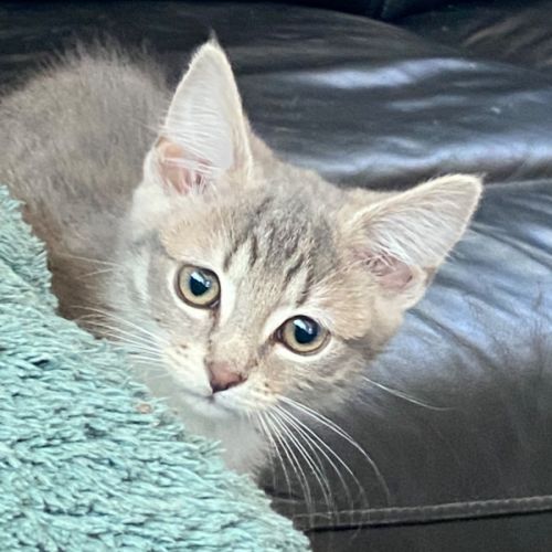 Aurora - Meet me at Petstock Chelsea