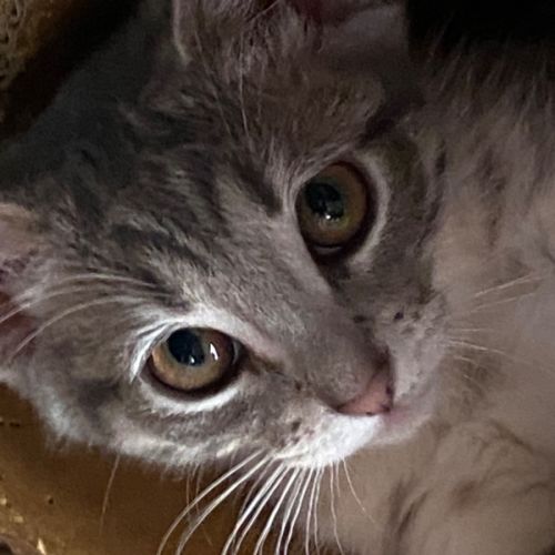 Jasmine - meet me at Petstock Chelsea