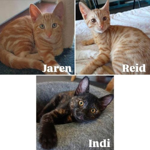 11700/1/2 - Indi, Reid & Jaren 