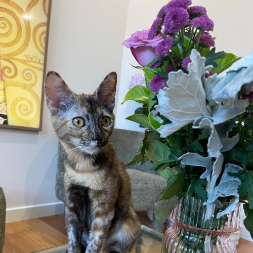 Maple - Located in Braybrook