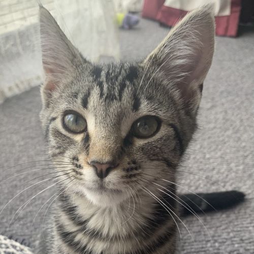 Pip Now Ferris