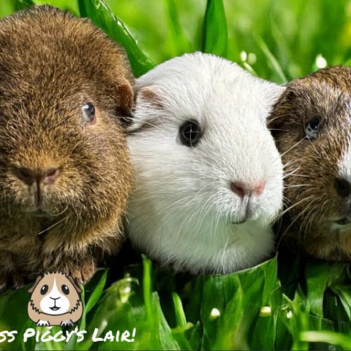 Blistina, Blossom & Buttercup