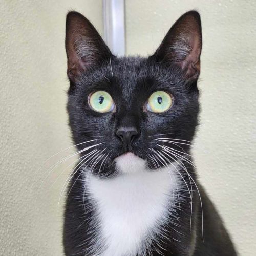 🥚 Benedict 5765 🥚