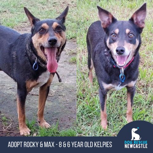 Rocky & Max - 8 & 6 Year Old Kelpies