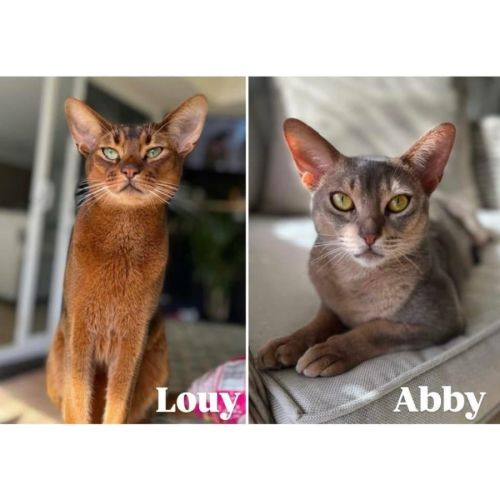 12004/5 - Louy & Abby