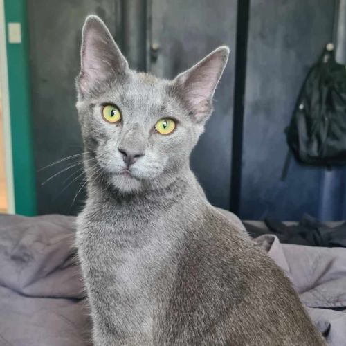 Zephyr