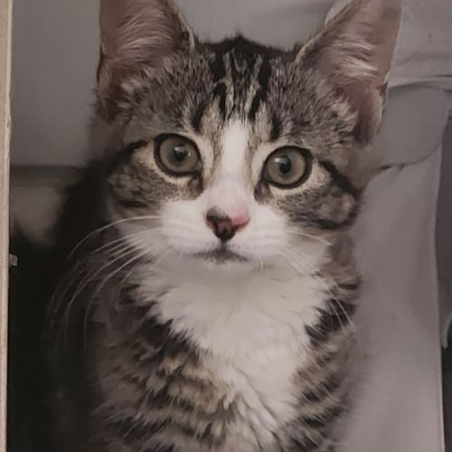 Layla - Located in Templestowe