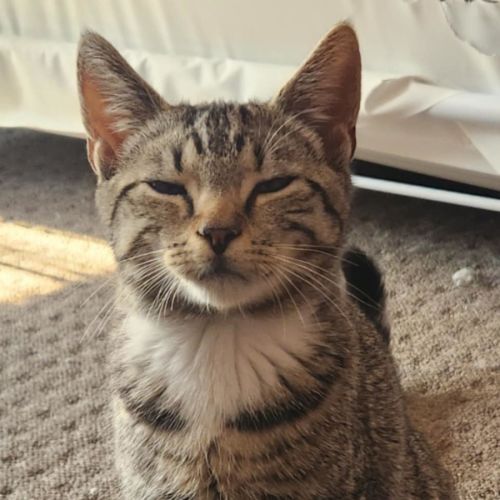 Landon - Located in Templestowe