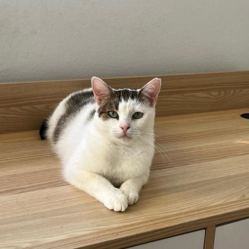 Hazel