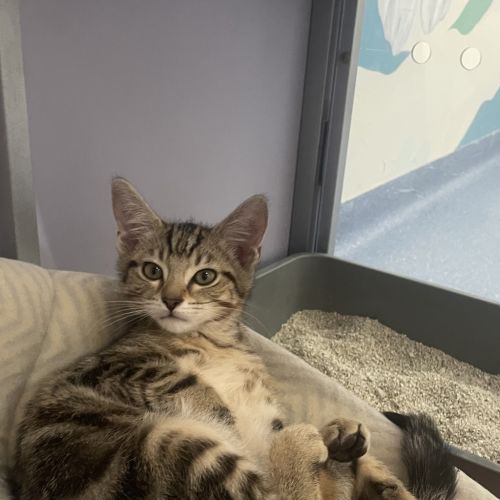 Simba