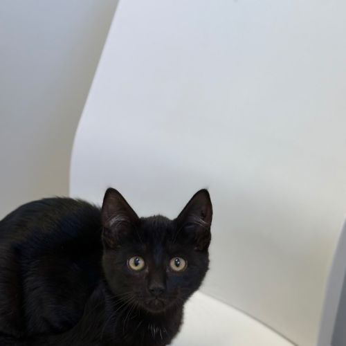 Carrie - Petstock Invermay