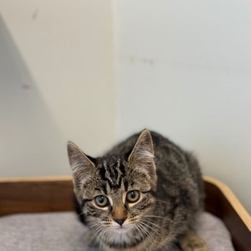 Miranda - Petstock Invermay