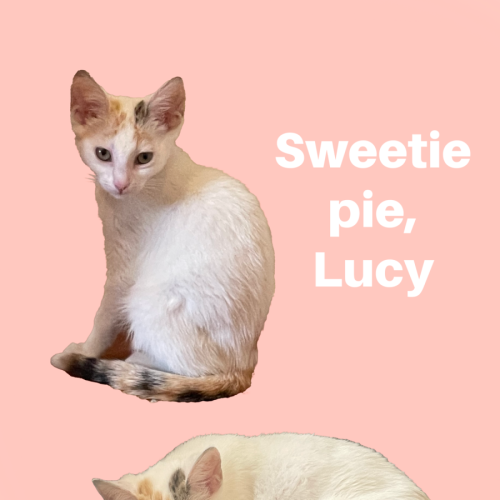 No photo for Lucy Loo