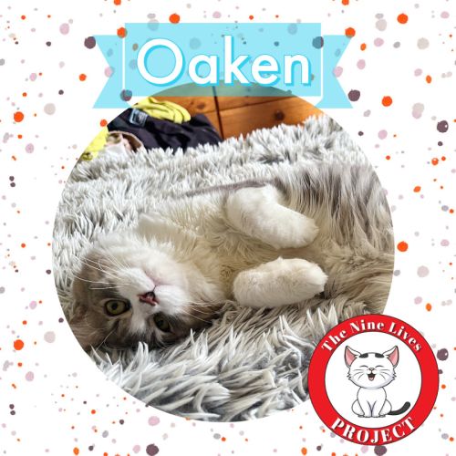 Oaken 😻 *9 Lives Project Rescue*
