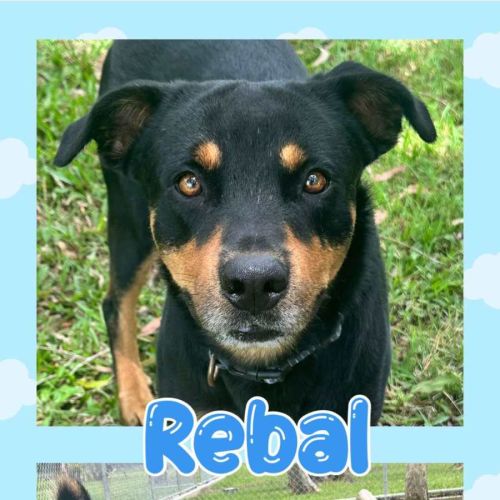 Rebal